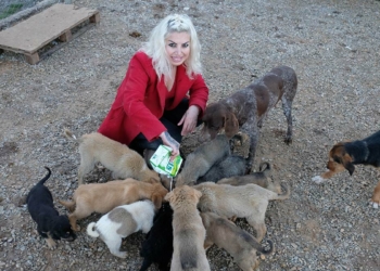 500'e yakın kedi ve köpeği besliyor