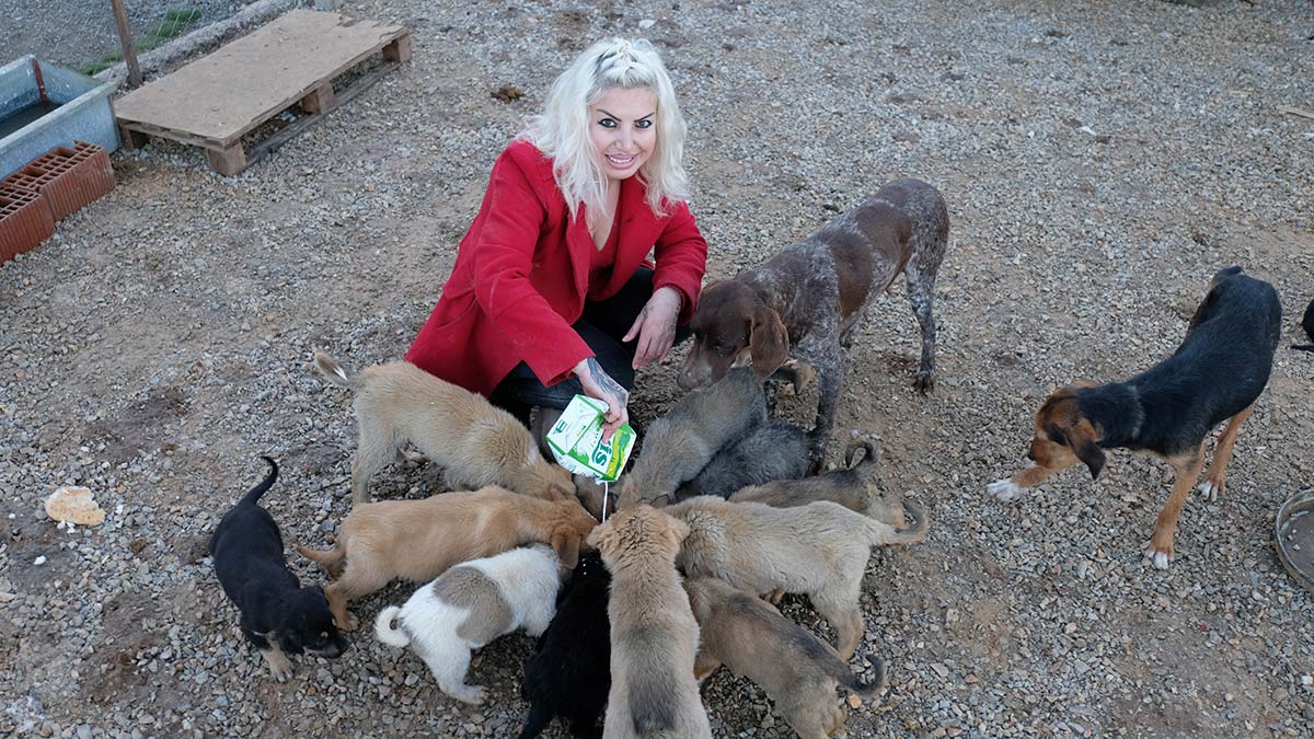 500'e yakın kedi ve köpeği besliyor