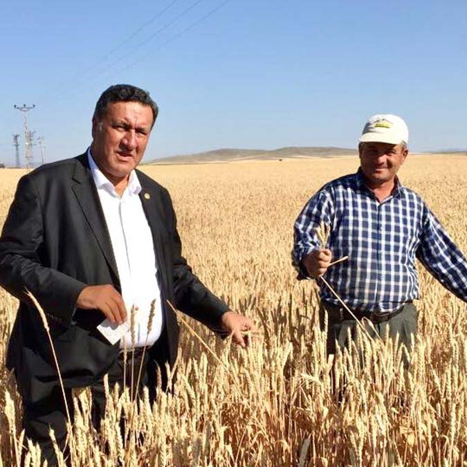 Düşük vasıflı buğdaya ne oldu?