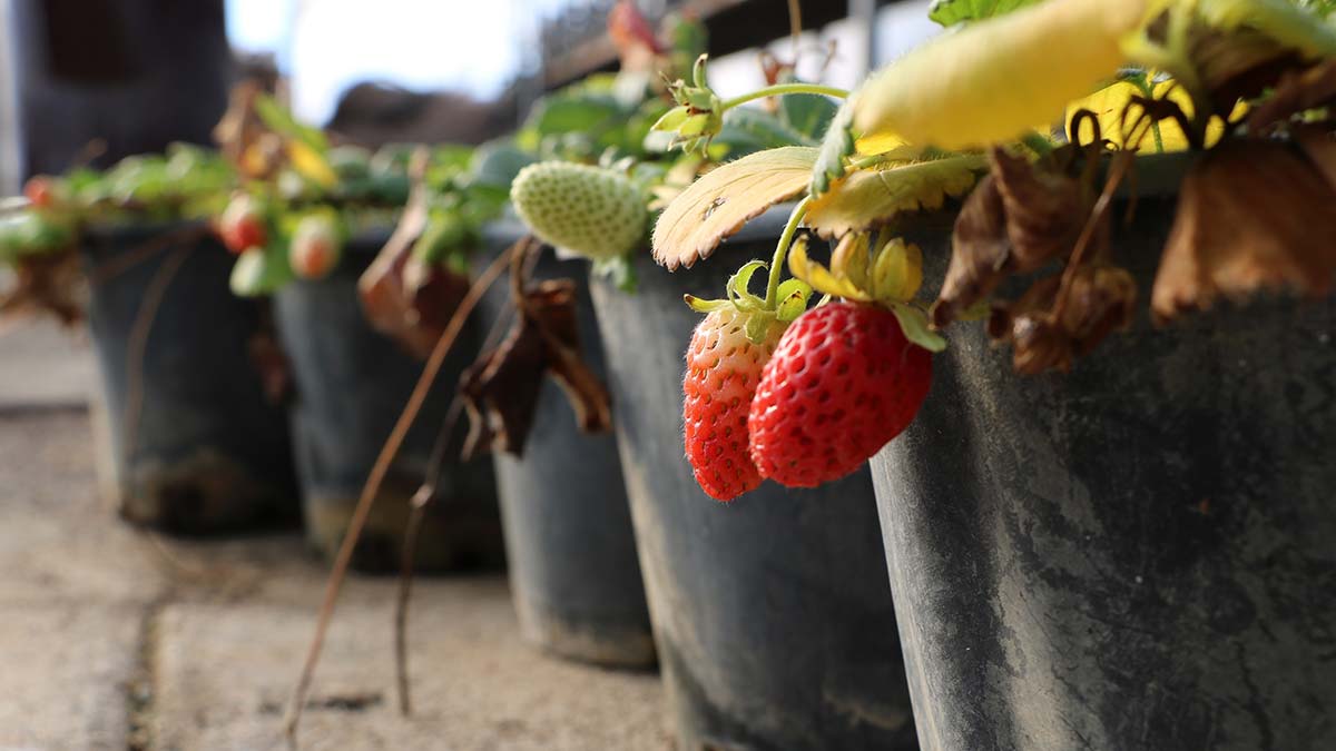 Daha yeşil bir Elmadağ için fidanlar toprakla buluştu