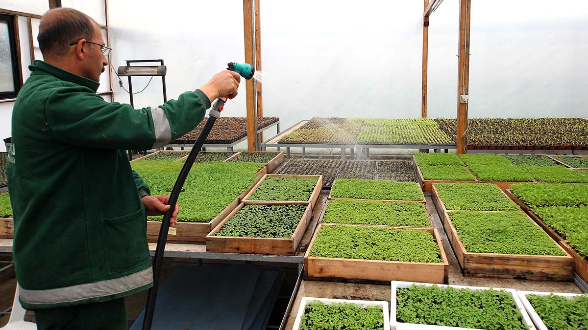 Yazlık çiçeklerin üretimi başladı