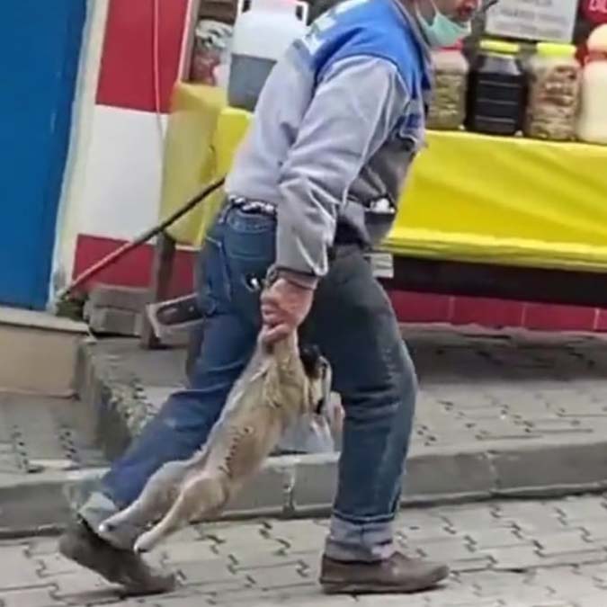 Ankara Barosu, sokak hayvanlarına yönelik usulsüz toplama, işkence, şiddet gibi olaylar karşısında hayvan sahipleri ve hayvanseverlere hukuki destek sağlamak için 'Pati Yardım Hattı' kurdu.