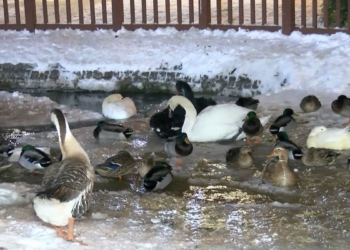 Mogan Gölü ve Kuğulu Park buz tuttu