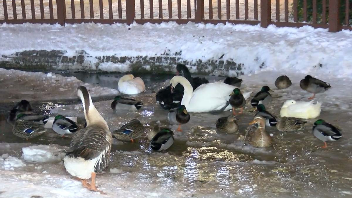 Mogan Gölü ve Kuğulu Park buz tuttu