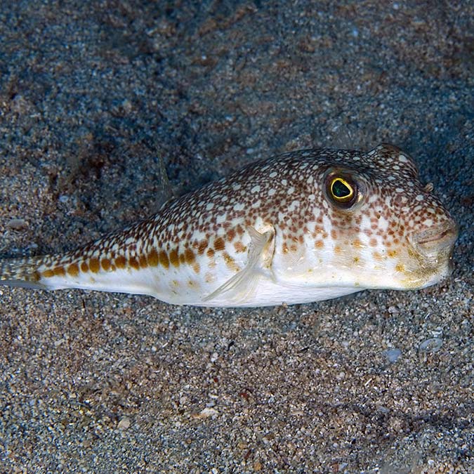 67 istilacı tür Antalya Körfezi'ne ulaştı