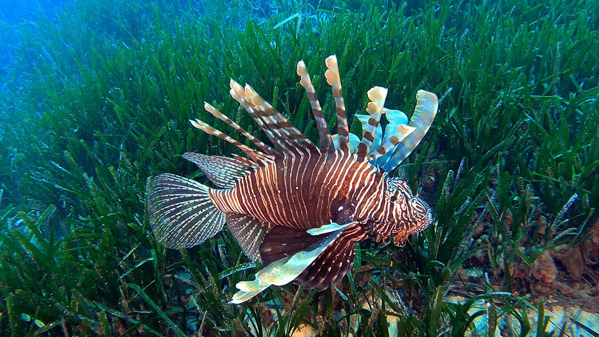 Akdeniz Üniversitesi (AÜ) Su Ürünleri Fakültesi Dekanı Prof. Dr. Jale Korun, Türkiye kıyılarında 100'ün üzerinde istilacı türün, denizleri etkisi altına aldığını, bunlardan 67'sinin Antalya Körfezi'ne ulaştığını söyledi.