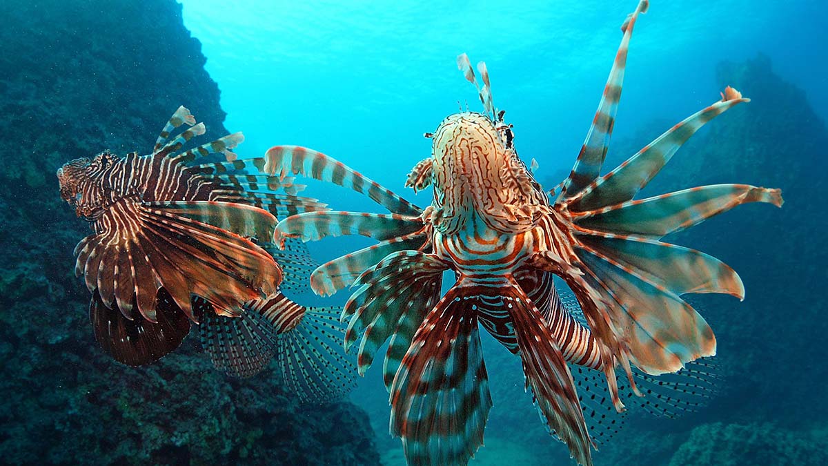 67 istilacı tür Antalya Körfezi'ne ulaştı