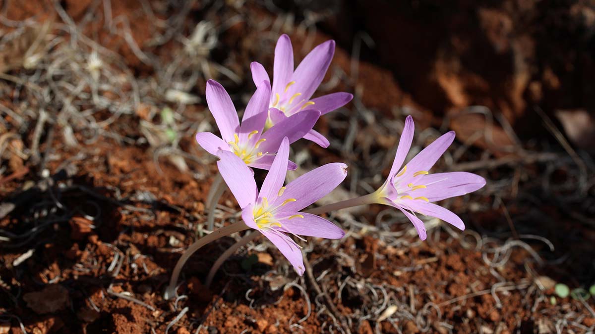 5 antik kentin 5 antik bitkisi koruma altında