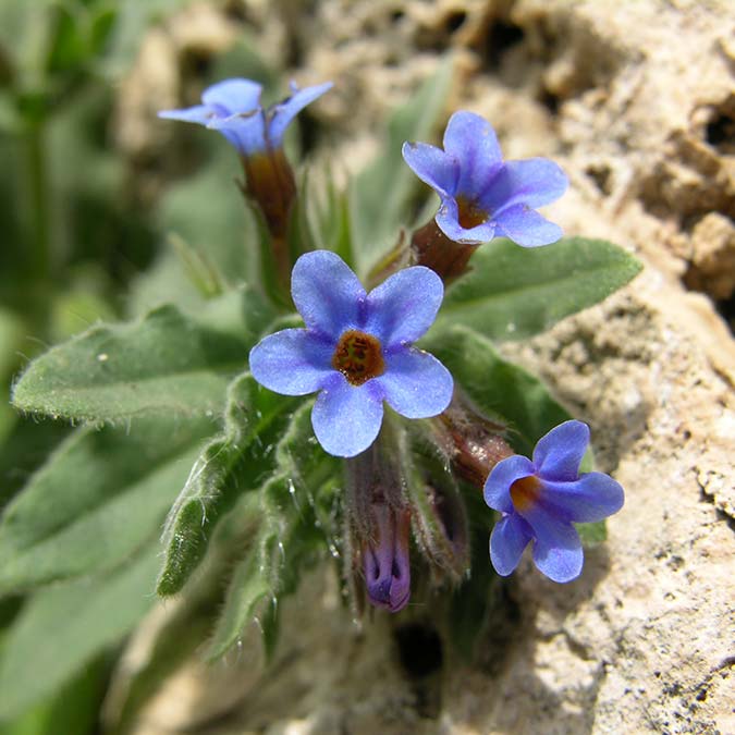 Antalya'nın her yıl milyonlarca turist ağırlayan 5 antik kentin 5 antik bitkisi, 'Apollo'dan Athena'ya Antik Kentler Endemik Çiçekler' adlı proje kapsamında koruma altına alındı.
