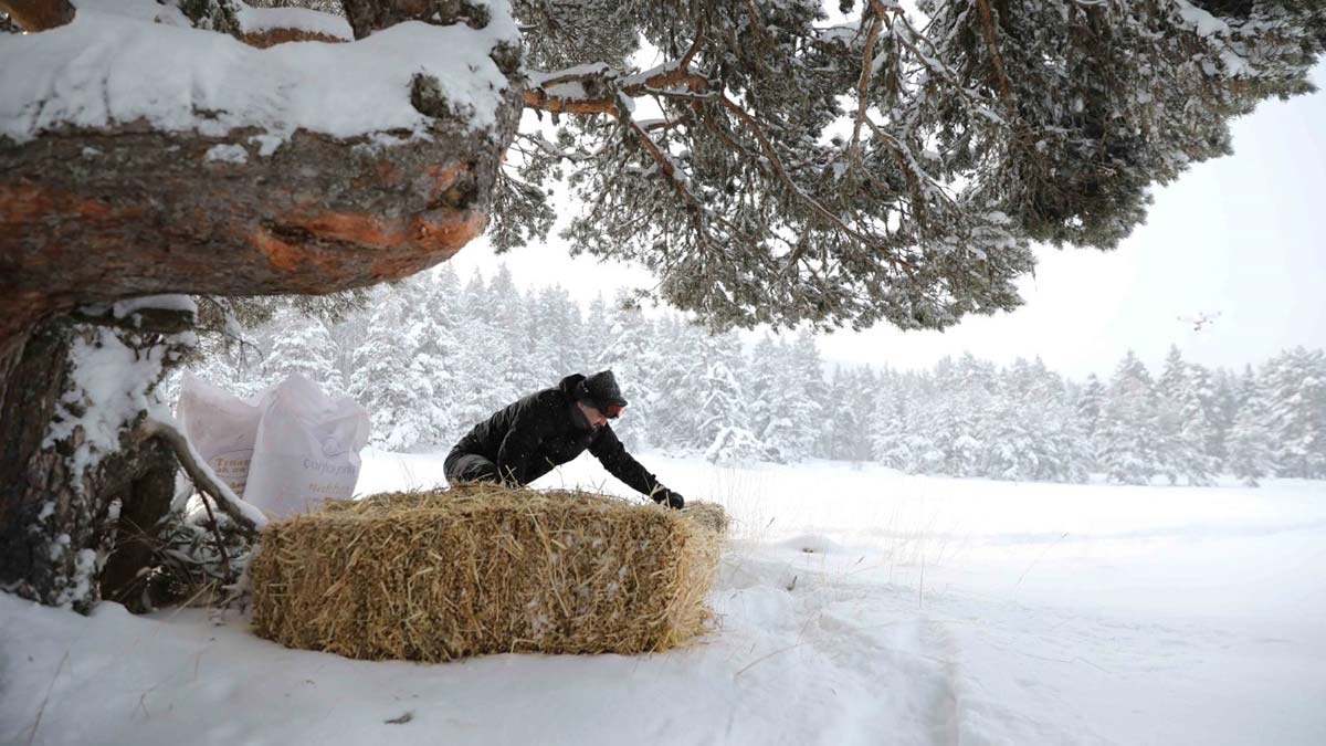 Pakdemirli hayvanlar için doğaya yiyecek bıraktı