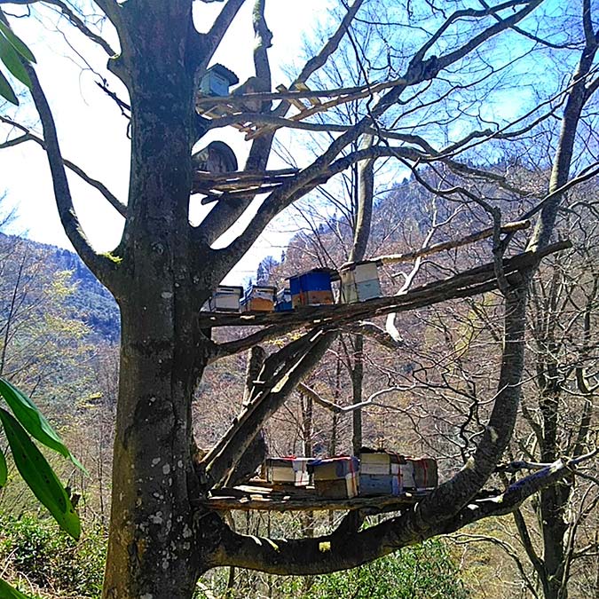 Tarım ve Orman Bakanlığı'nca 'bal ormanı' ilan edilen ve nesli tükenme tehlikesi altındaki Hemşin Vadisi'ndeki Levent köyünde, firma tarafından taş ocağı projesi hazırlandı.