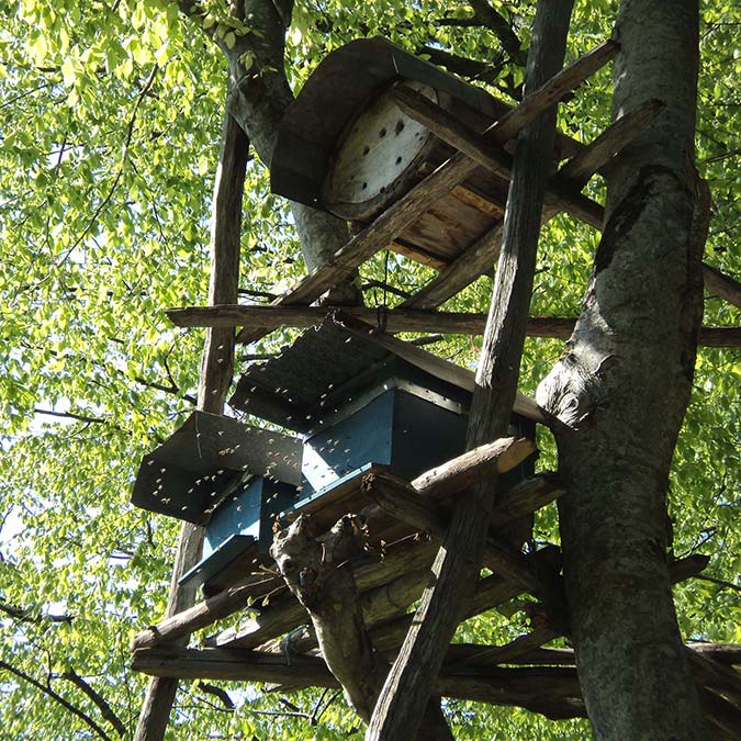 'Bal ormanı'na taş ocağına 'ÇED gerekli değil' kararı iptal