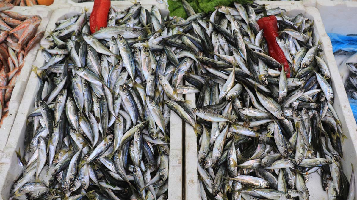 Tezgahlarda balık çeşitleri azaldı