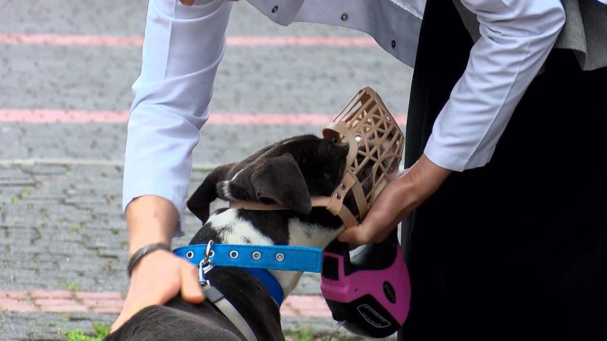 İBB barınaklarına 35 yasaklı ırk bırakıldı