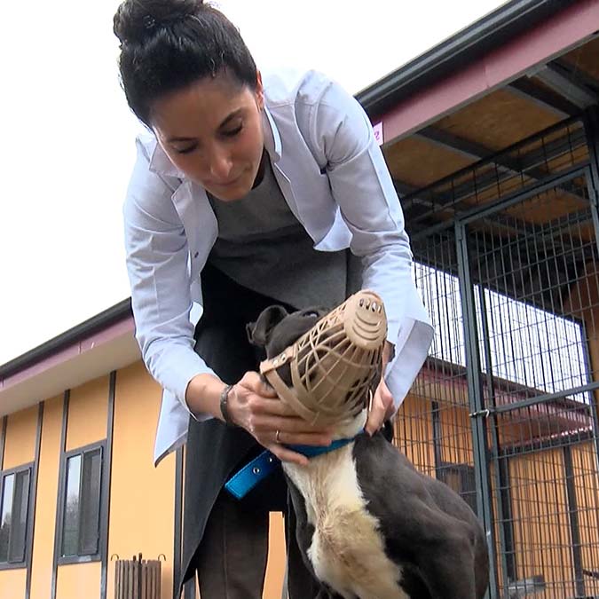 İBB barınaklarına 35 yasaklı ırk bırakıldı