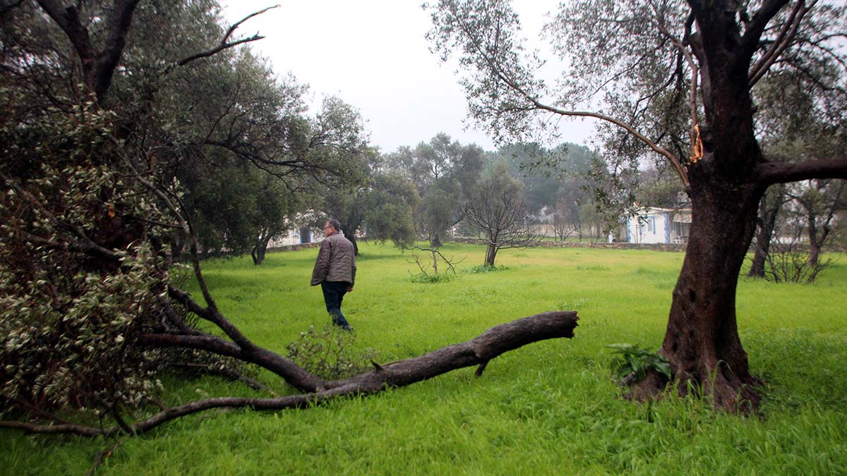 Bodrum'da hortum, ağaçların dallarını kırdı