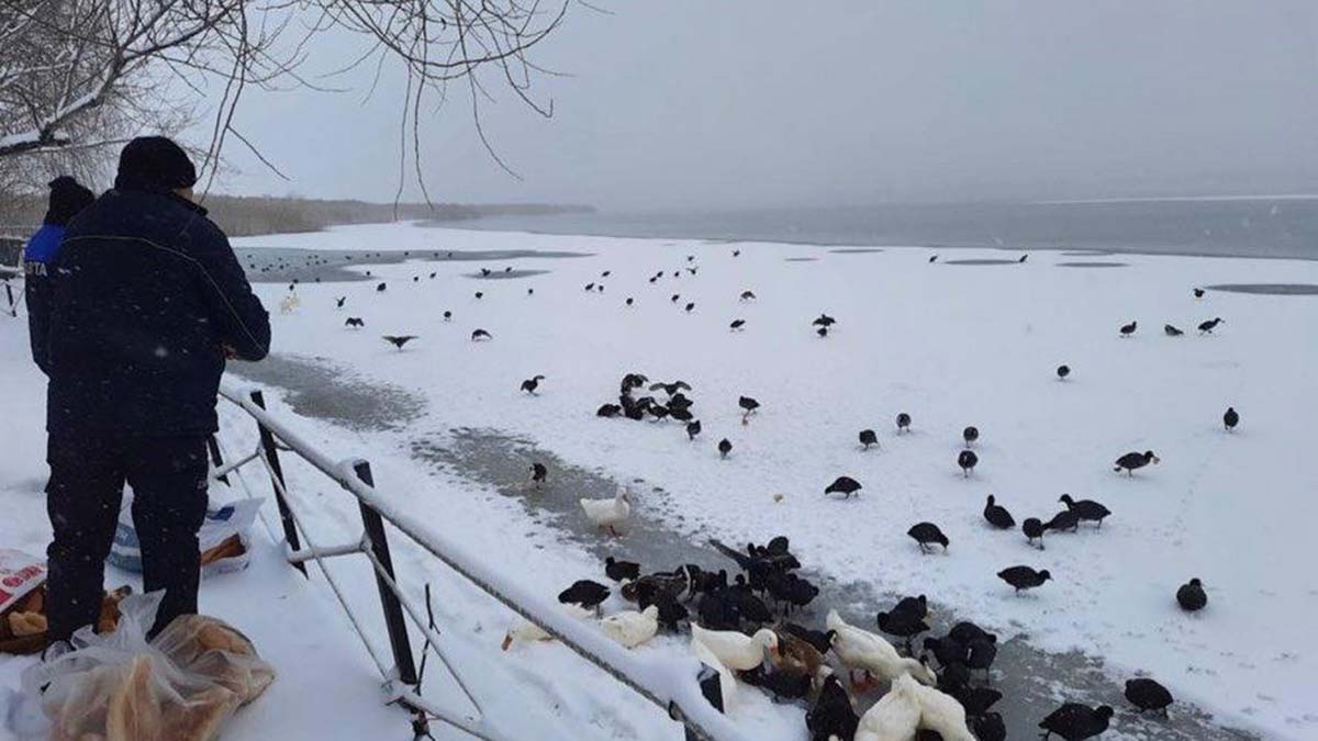 Yaban hayvanları için yem bırakıldı
