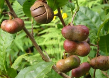 Çay tohumu yağı üretildi