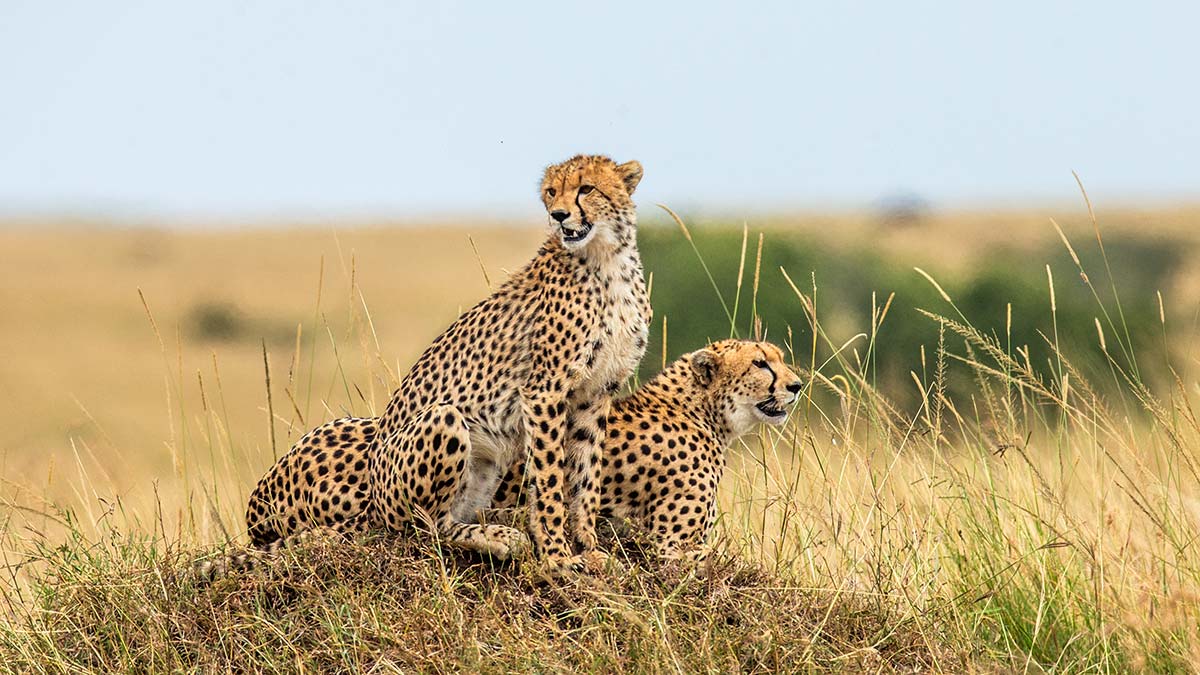 Modern ormanlar, ormanın da moderni olur mu canım? Olmaz mı? Olur.