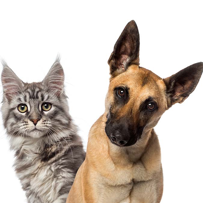 Hangimiz daha insan?