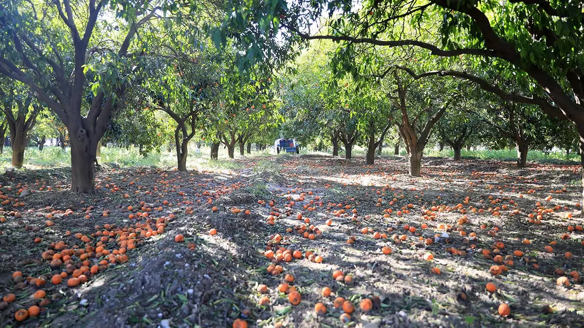 Antalya'da hava sıcaklığının düşük seyretmesi ve 29 yıl aradan sonra kent merkezine kar yağışı dalındaki portakalı vurdu.