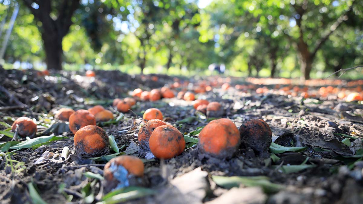 Kar yağışı dalındaki portakalı vurdu