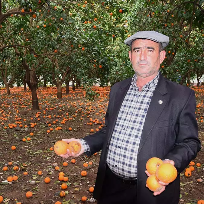 Kar yağışı dalındaki portakalı vurdu