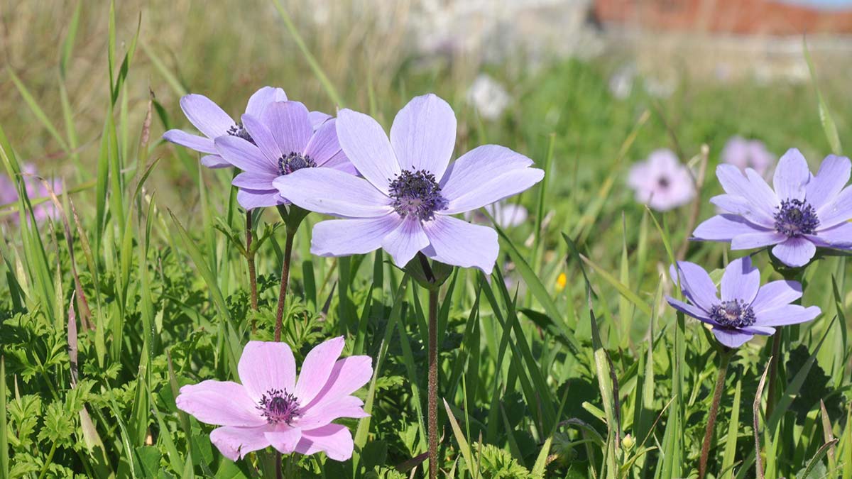 Baharın müjdecisi dağ laleleri açtı