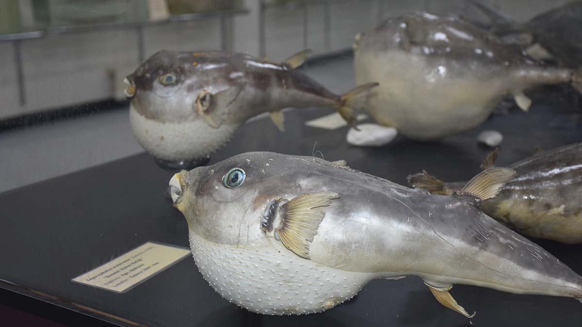 İzmir katip çelebi üniversitesi (i̇kçü) deniz canlıları koleksiyon merkezi'nde aralarında nesli tükenen canlıların da bulunduğu 600'ü aşkın tür, mumyalanmış ve kurutulmuş halde sergileniyor.