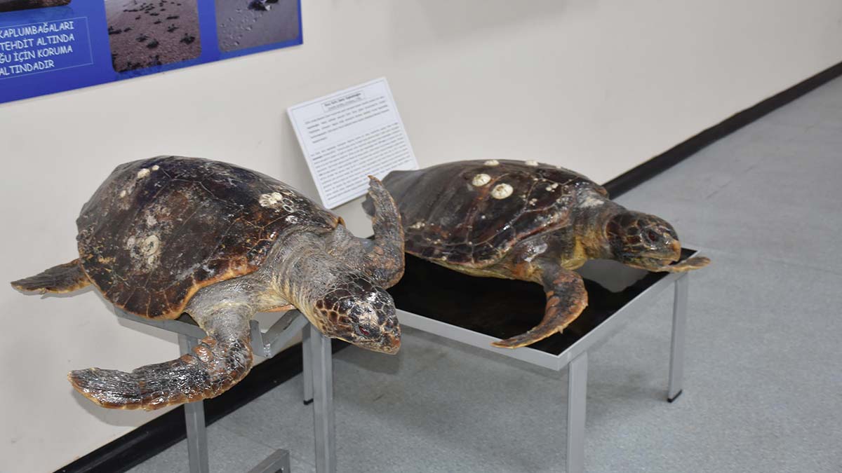 Deniz Canlıları Koleksiyon Merkezi'nde 600 tür sergileniyor