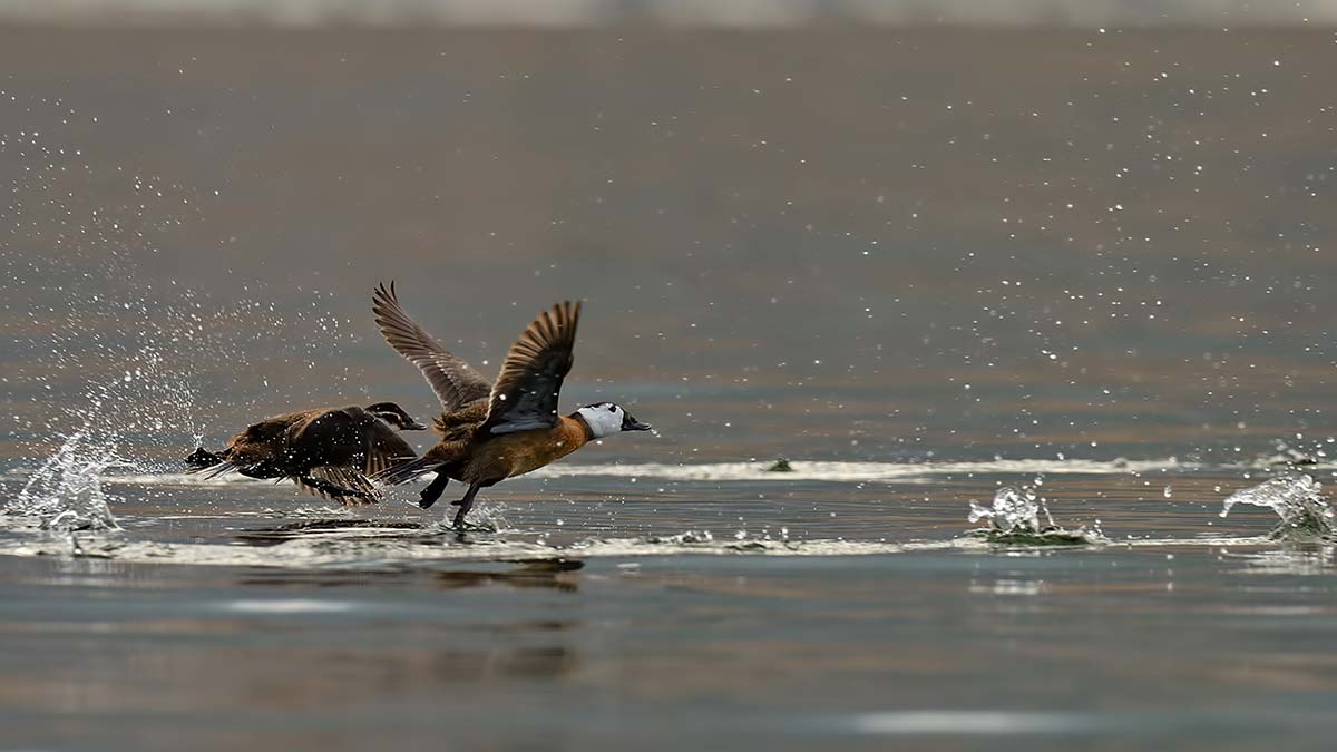Dikkuyruk ördeği, Burdur Gölü'nü terk etti