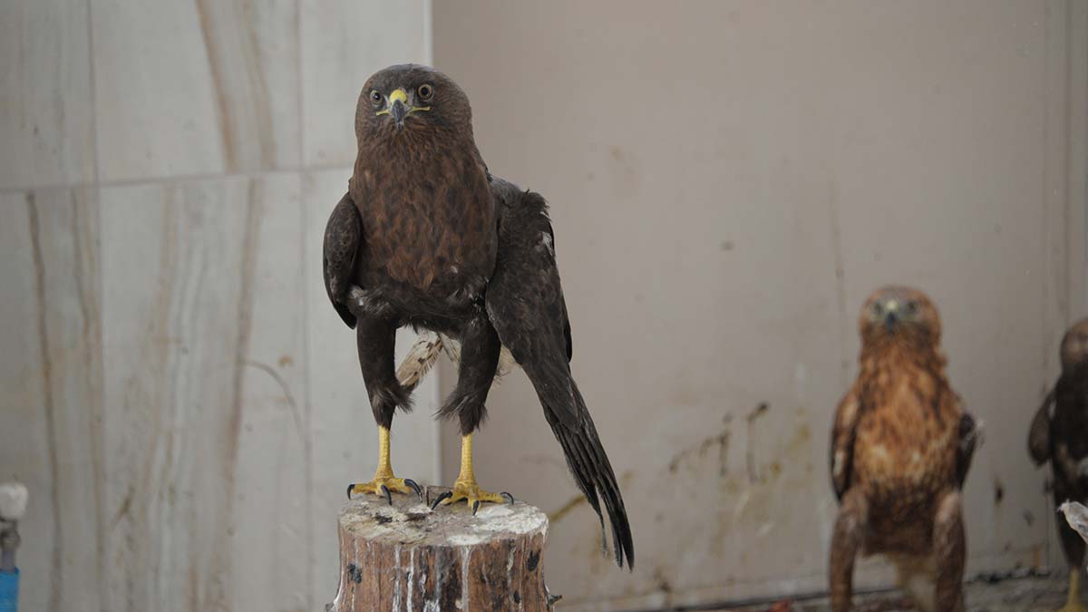 Yaban hayatı tehlikede