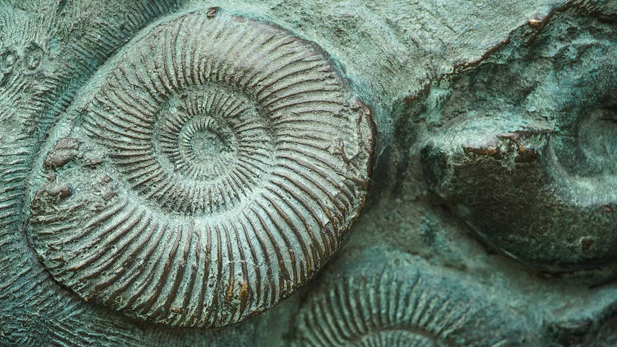 İnsan kaynaklı 6'ncı kitlesel nesil tükenme krizi