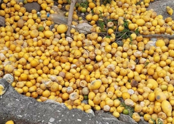 Limon üreticisi perişan