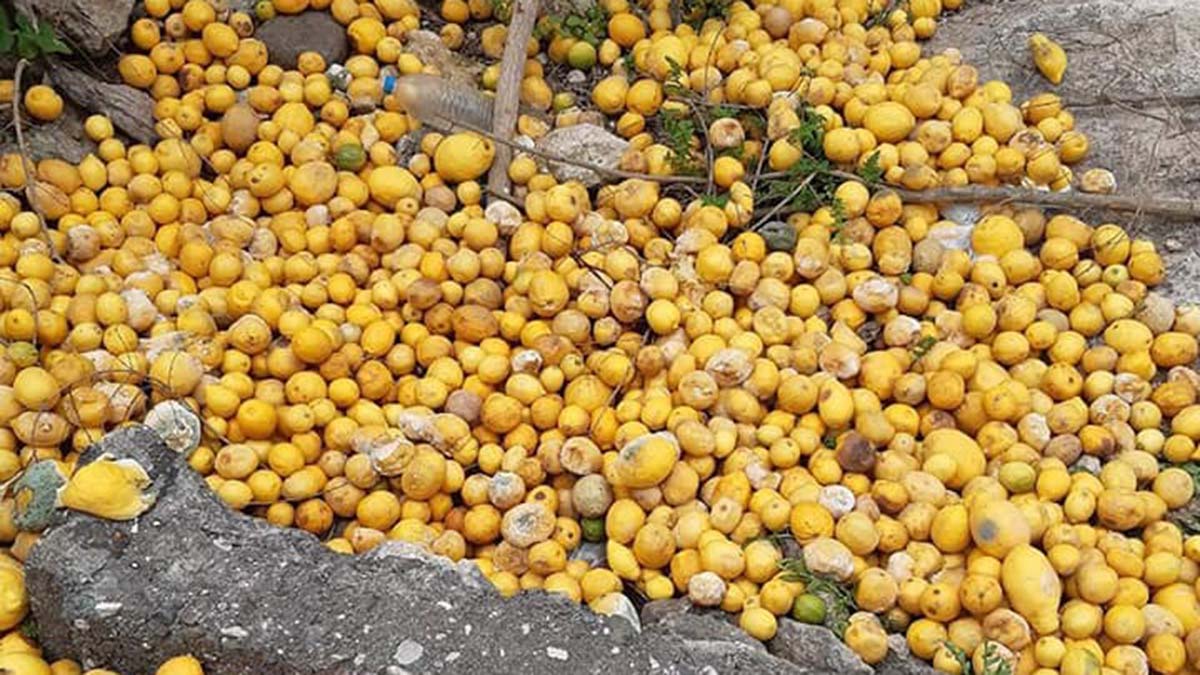 Limon üreticisi perişan