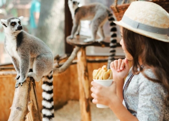 Bir görümlük hayvanat