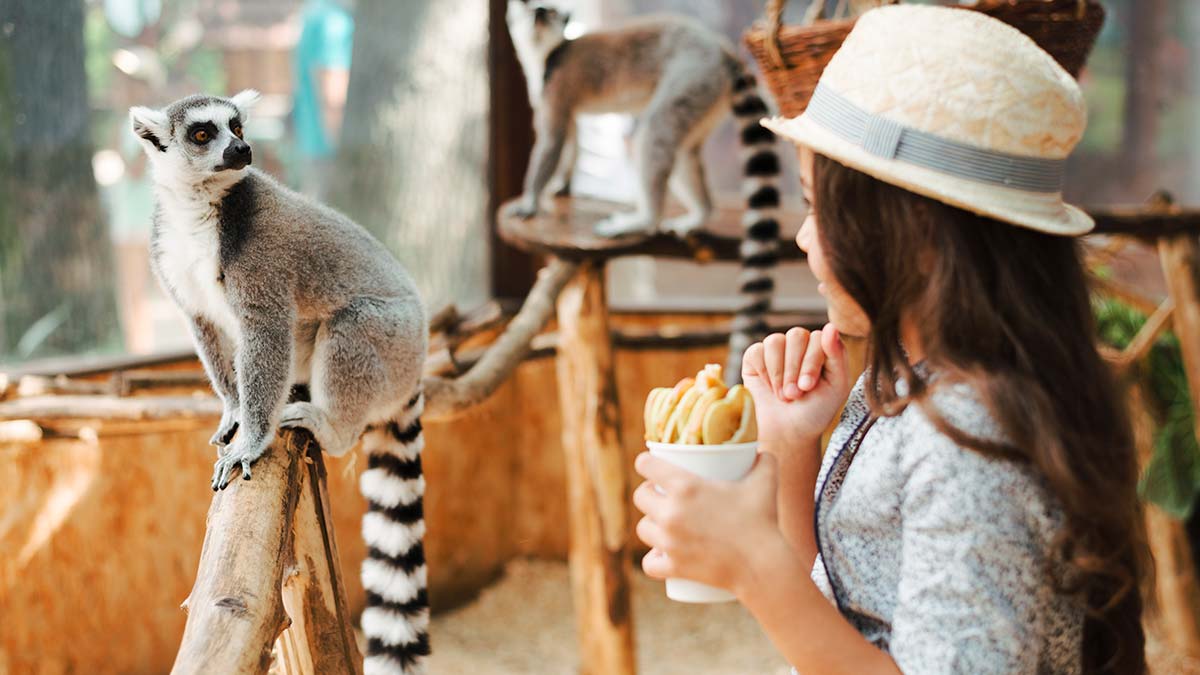 Bir görümlük hayvanat