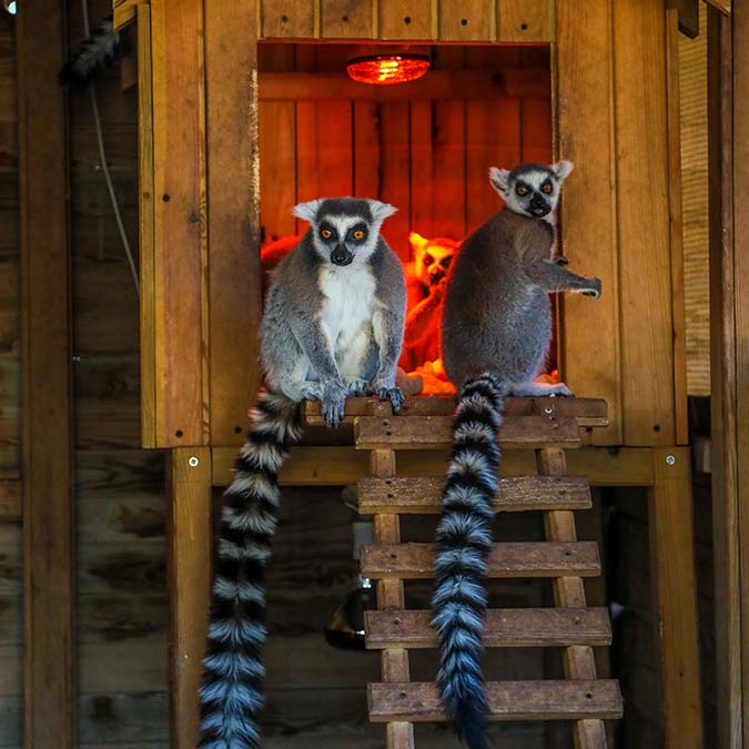 Hayvanat bahçelerinde özel ısıtma sistemi