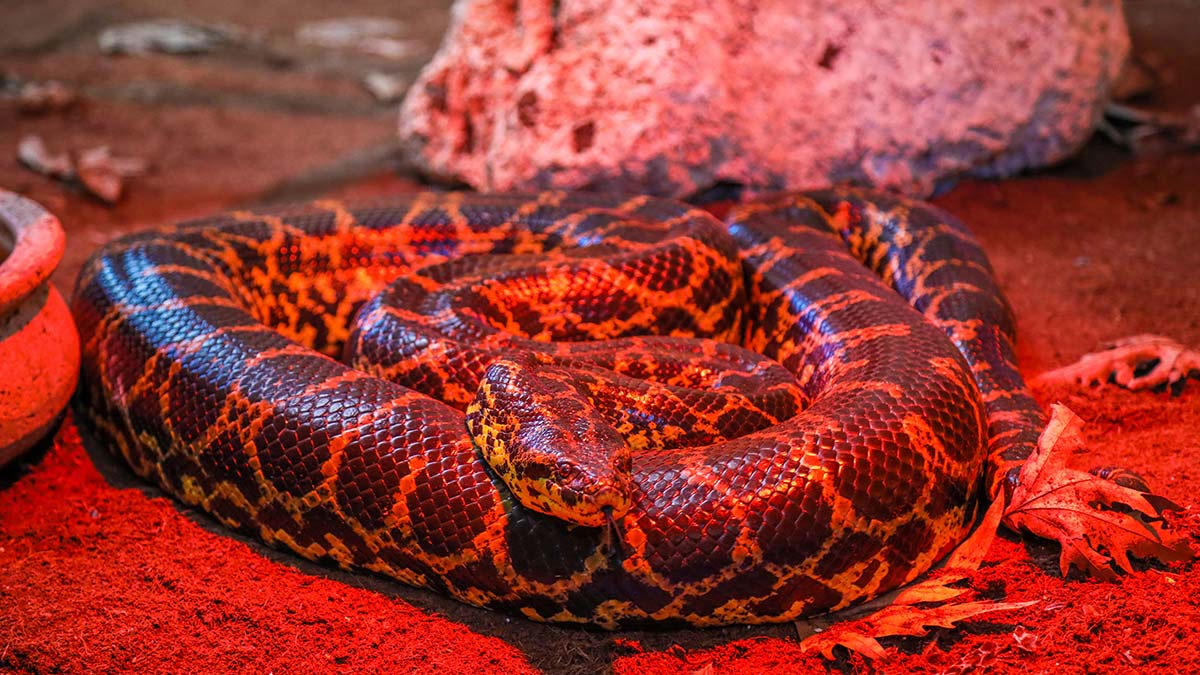 Hayvanat bahçelerinde, havaların soğumasıyla birlikte özel ısıtmalar uygulanmaya başlandı.