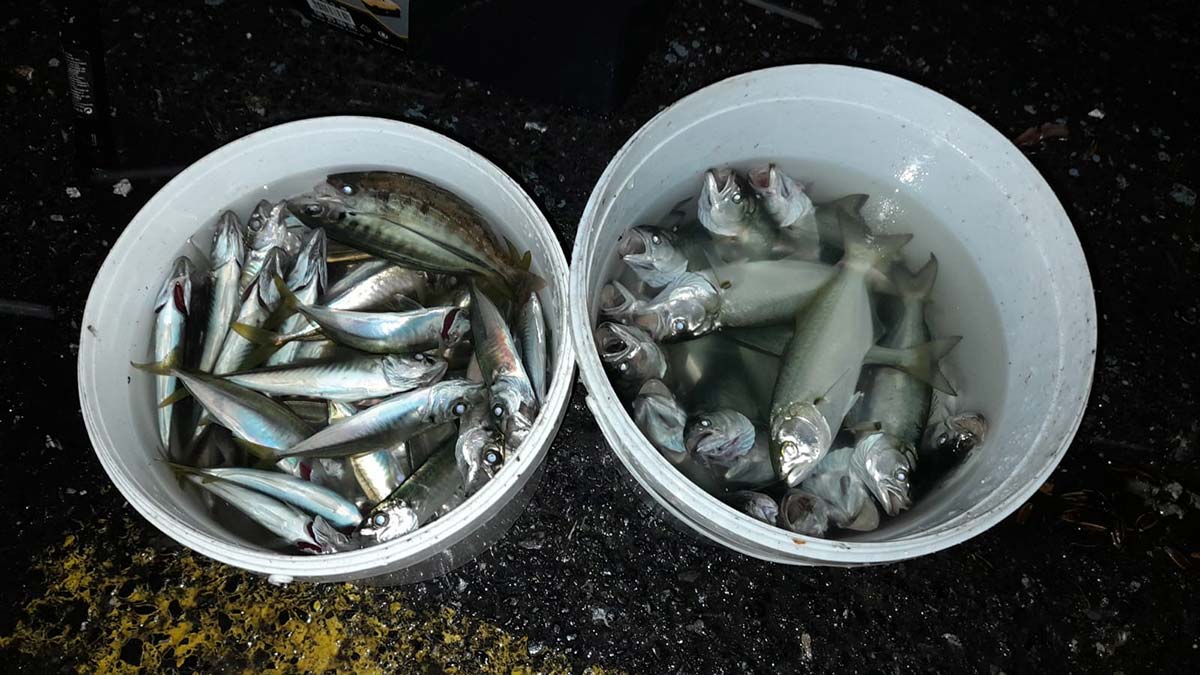 Kar yağışında balık tuttular