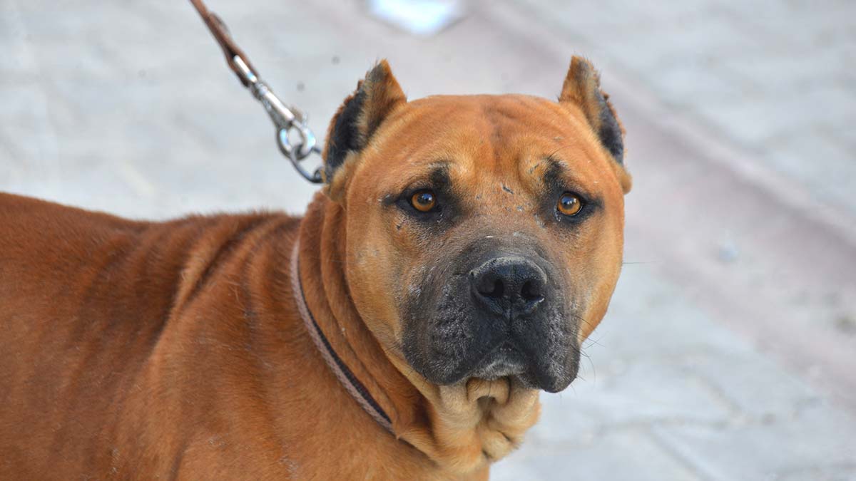 Melekler Cenneti Derneği Başkanı Çiğdem Uğur ve beraberindeki bir grup hayvansever yasaklı ırk köpekler için nöbetteler.
