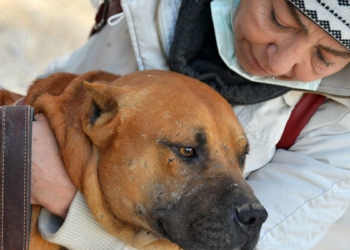 Yasaklı ırk köpekler için nöbetteler