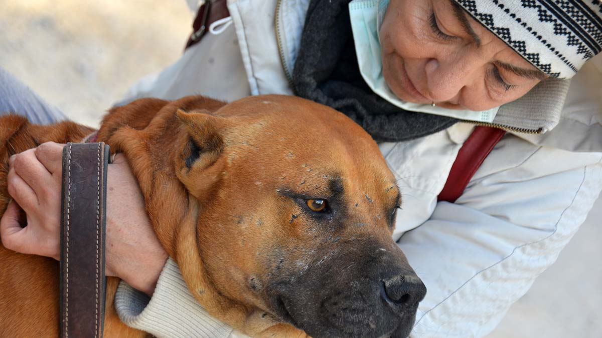 Yasaklı ırk köpekler için nöbetteler