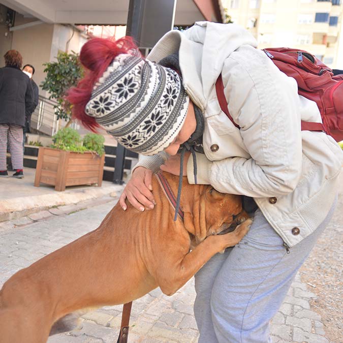 Yasaklı ırk köpekler için nöbetteler