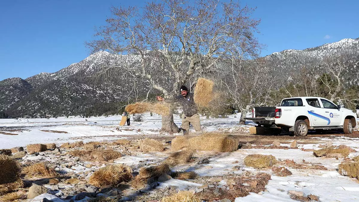 Antalya'da etkili olan kar yağışının ardından eynif merasına büyükşehir belediyesi ekipleri tarafından yüzlerce yılkı atı için saman bırakıldı.