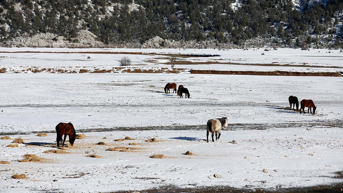 Yüzlerce yılkı atı için saman bırakıldı