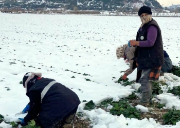 Kar yağışı Eskişehirli çiftçinin yüzünü güldürdü