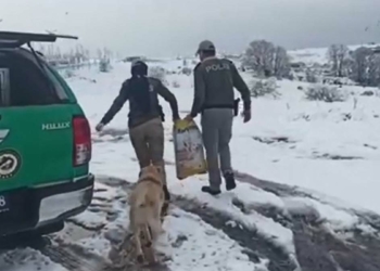 Yiyecek bulamayan sokak hayvanlarına mama bırakıldı