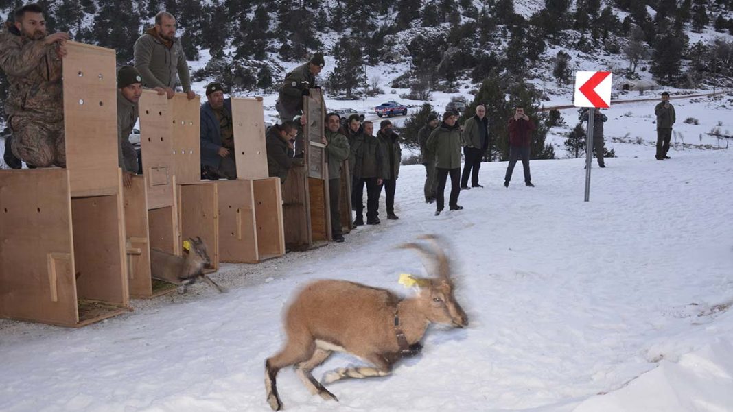 Karanlıkdere Kanyonu Tabiat Parkı'na 7 yaban keçisi bırakıldı