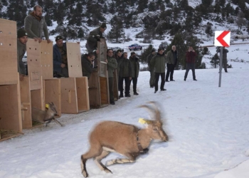 Karanlıkdere Kanyonu Tabiat Parkı'na 7 yaban keçisi bırakıldı